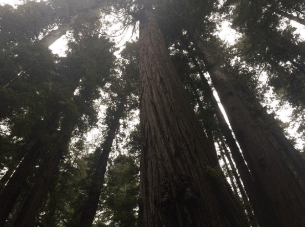 redwoods